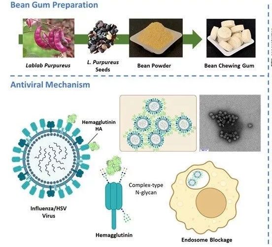 آدامسی که با آنفلوآنزا و تبخال مقابله می کند_آینده