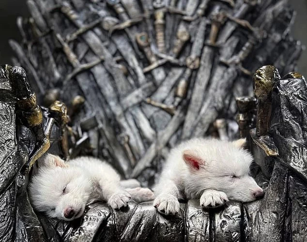 برگشت گونه منقرض شده «گرگ وحشت» به طبیعت بعد از ۱۲,۰۰۰ سال/ ویدئو_آینده