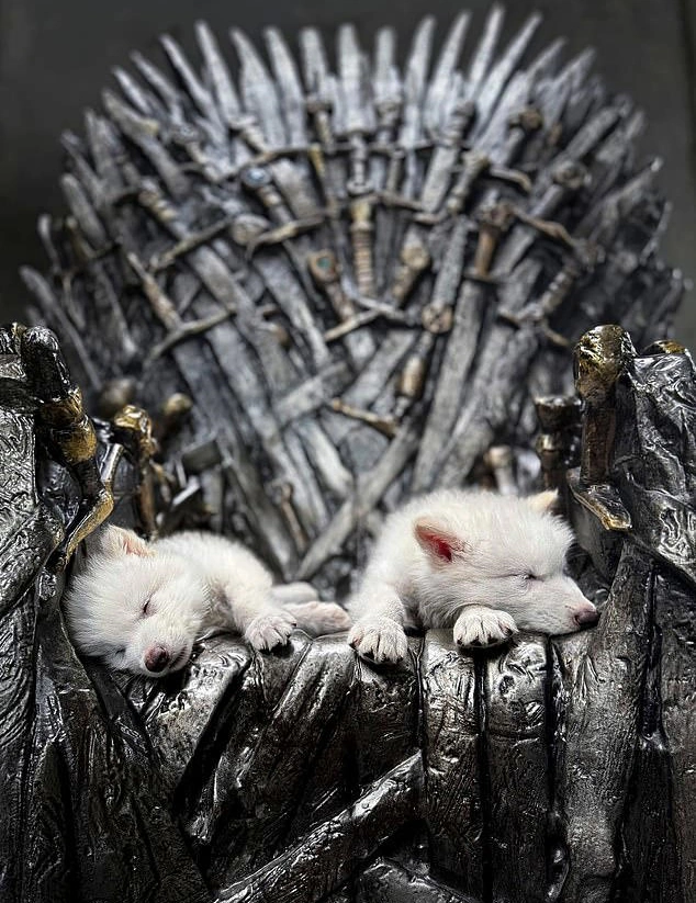 بازگشت گونه منقرض شده «گرگ وحشت» به طبیعت پس از ۱۲,۰۰۰ سال/ ویدئو