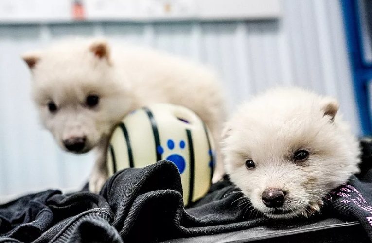 دانشمندان گونه منقرض‌شده را به حیات برگرداندند/ برگشت زوزه‌های گرگ وحشت به زمین بعد از ۱۰ هزار سال_آینده