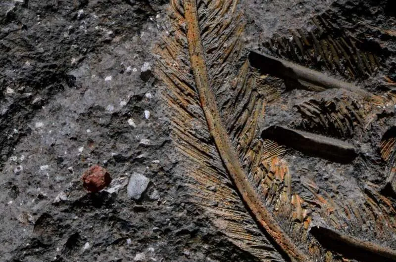 معمای شگفت کرکسی که در سنگ آتشفشانی زنده ماند_آینده 13 1