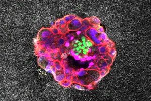 ثبت تصاویر ۳ بُعدی از لانه‌گزینی جنین انسان برای اولین بار