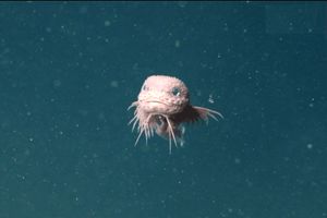 کشف جدیدترین و بامزه ترین حلزون ماهی‌/ ویدئو