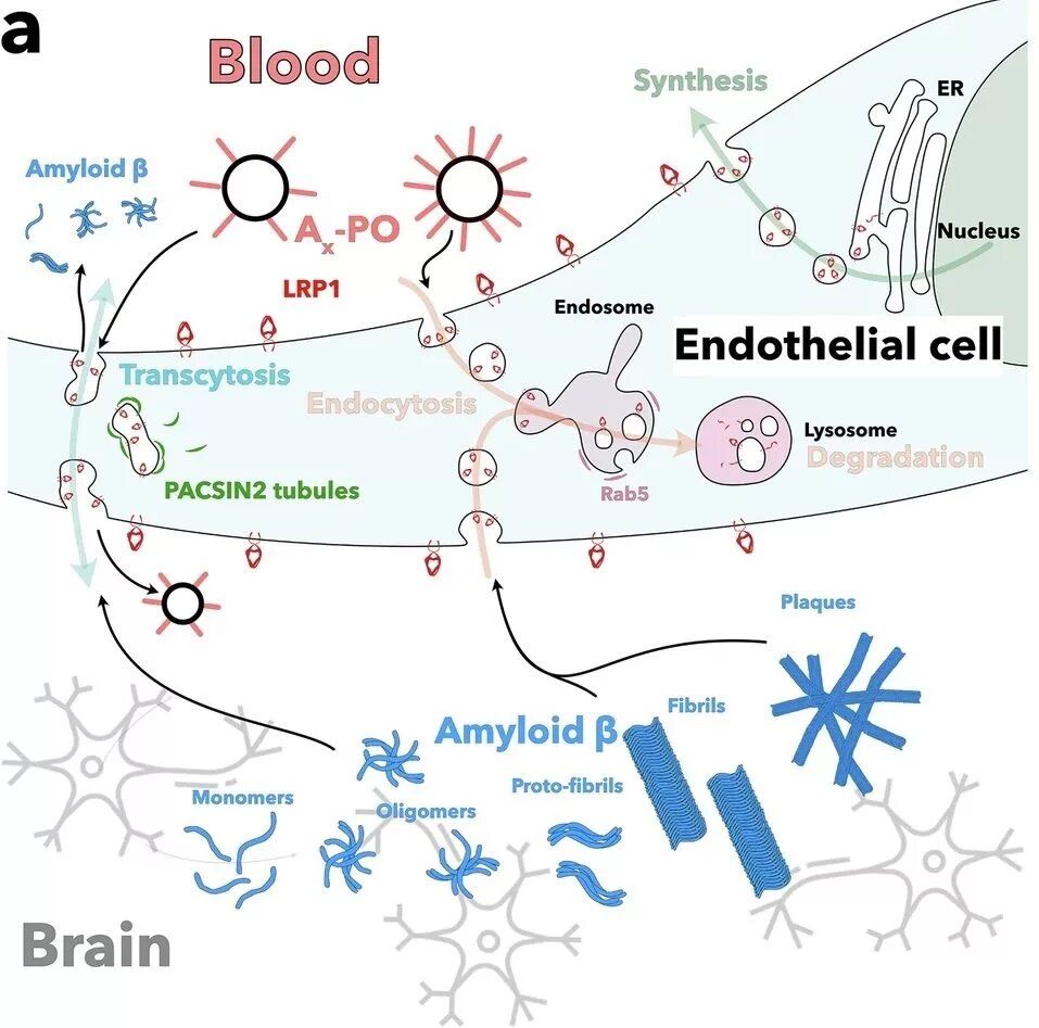 به کمک نانوذرات، آلزایمر معکوس شد!