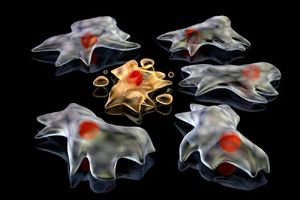 ردپای مرگ؛ وقتی سلول‌ها یار کمکی ویروس‌ها می‌شوند