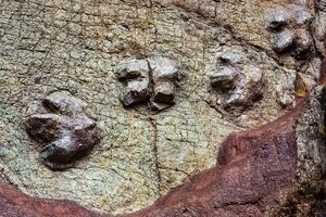 کشف صدها ردپا از دایناسورهای ۱۶۶ میلیون ساله در معدنی در بریتانیا/ مسیر رفت و آمد آنها به کجا می بود؟_آینده