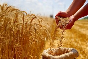 افزایش ۳ برابری بازدهی گندم با پشتیبانی یک ژن پنهان_آینده