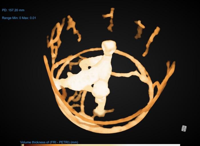 معجزه مورچه‌ها برای مقابله با بیماری‌های واگیردار