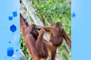 اولین بوسه ۲۰ میلیون سال پیش با انسان های عاشق آغاز نشد