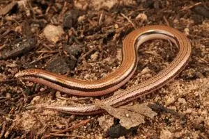 مارمولک «بی‌دست» بعد از ۱۰ سال جستجو، به‌گفتن گونه‌ تازه معارفه شد_آینده