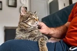 یک پژوهش نشان داد؛ گربه‌ها به مردها علاقه بیشتری دارند_آینده