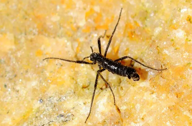 تنها حشره قطب جنوب پلاستیک می‌خورد / کشف تکان‌دهنده زنگ‌خطر را به صدا درآورد_آینده