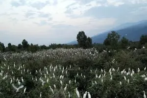 یک مستند هیچکاکی در سینما حقیقت/پرندگانی که باغ ۷ برادر را نابود کردند_آینده