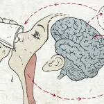 چرا حس تشنگی همیشه به موقع هشدار نمی‌دهد؟