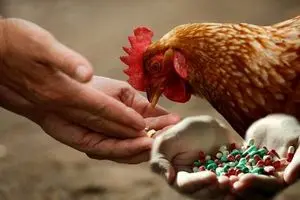 بقایای آنتی‌بیوتیک در گوشت؛ زنگ خطری برای سلامت عمومی