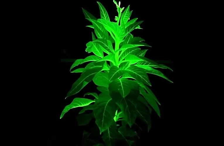 خلق گیاهانی که در تاریکی از خود نور ساطع می‌کنند