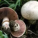 برای کاهش وزن قارچ بخورید