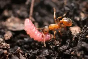 کرم‌های مکار روی تخت سلطنت ملکه مورچه‌ها_آینده