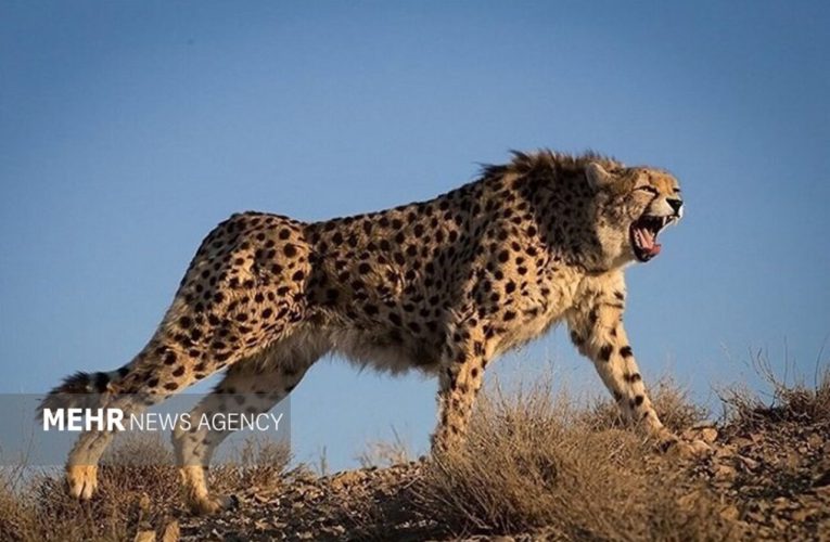 مشاهده یوزپلنگ «تلما» با دو توله در توران شاهرود