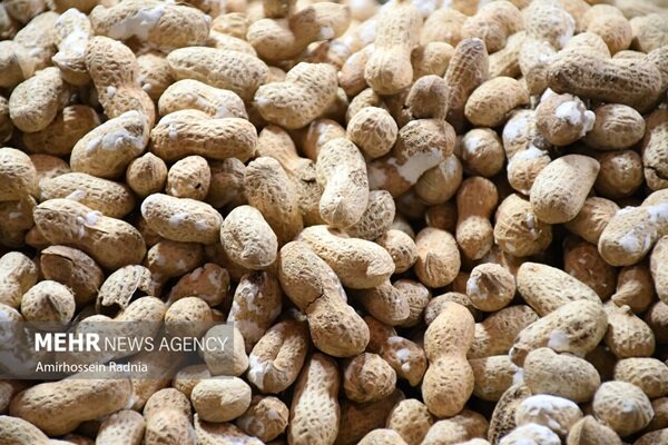 مصرف با دام زمینی پاسخ مغز به انسولین را در سالمندان به بود میبخشدبه گزارش آینده
